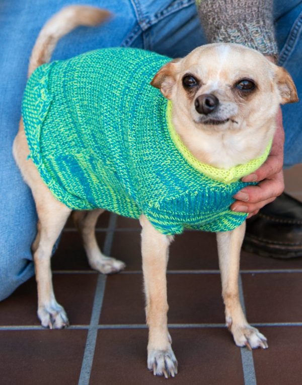Photo of dog in sweater