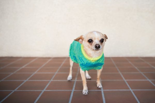 Dog Sweaters Cashmere - Image 5